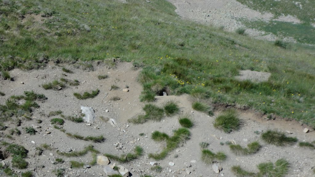 Une marmotte
