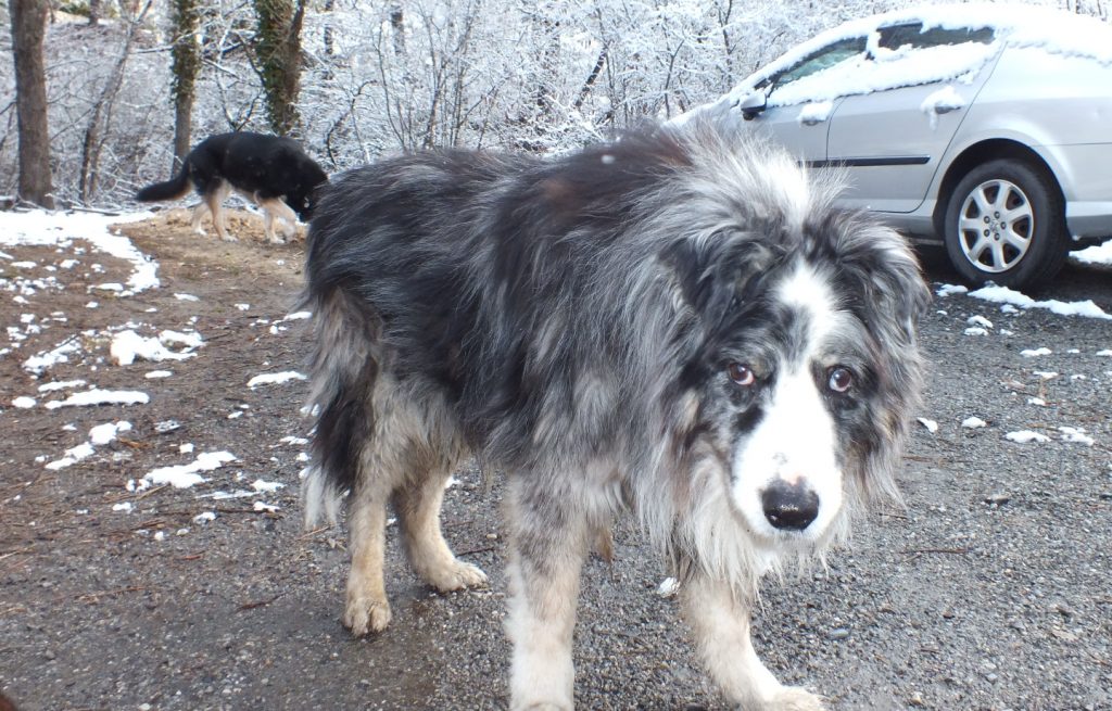 Mon chien Max Mon chien Max