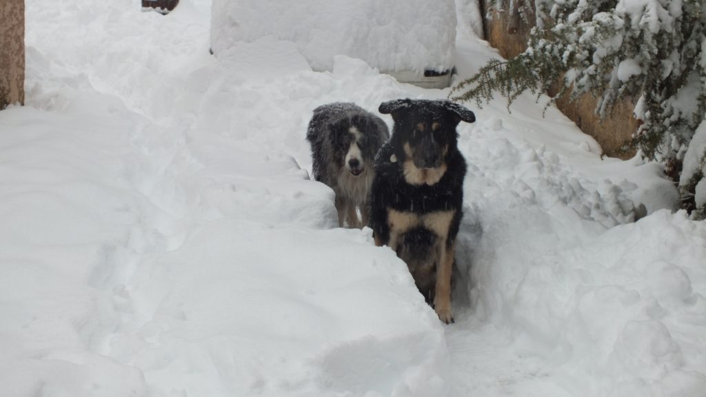 Dali et Max Dali et Max